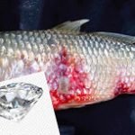 মাছের পেটটি কাটতেই দেখা গেল চকচক করছে একটি হীরার টুকরা !